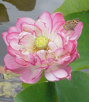 First Lotus flower in the Energy Garden at Aloka